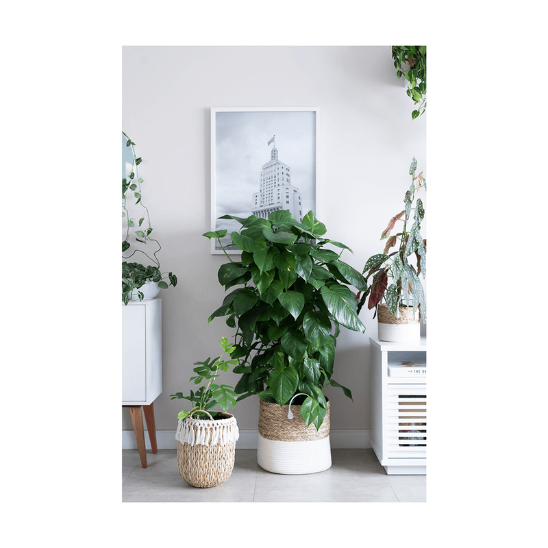 cesto-organizador-redondo-yoi-seagrass-de-corda-com-algodao-27cm-x-23cm-810700070-147150-4