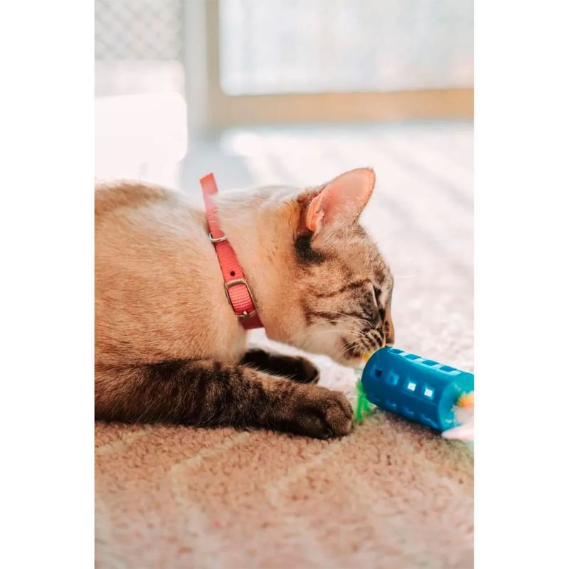 Coleira Pet Mor P Rosa Nylon c  Trava p  Gato 2