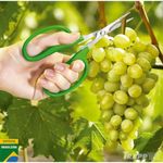 Tesoura Trapp TS 3154A Colheita Desbaste 15 5cm 6