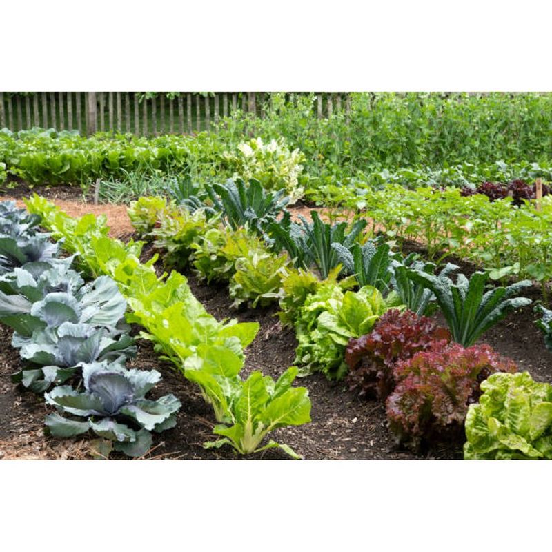 Adubo Foliar Mondial Hortifrut 1l 2